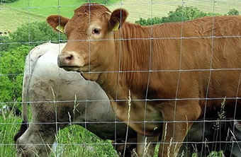 Knotted Wire for Cattle and Deer Fencing